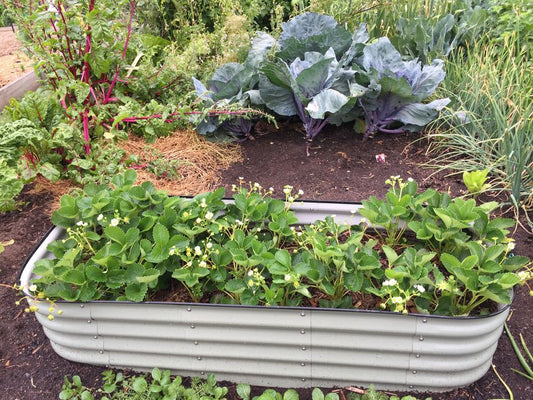 Budget Garden Bed Design: Smart Solutions for Thriving Plants Without Breaking the Bank