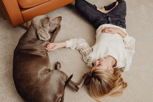 How to Remove Pet Odor and Stains from Carpets Using Simple DIY Solutions