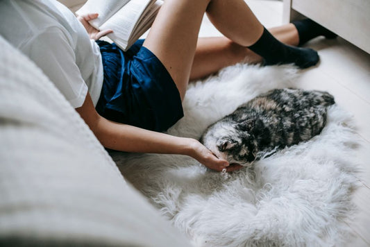 First-Time Owner's Essential Guide to Pet Odor and Stain Removal