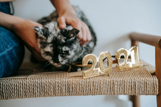 Senior Pet Care Prevention Tips to Extend Their Golden Years