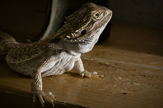 Essential Care Adjustments for Senior Reptiles: A Practical Guide