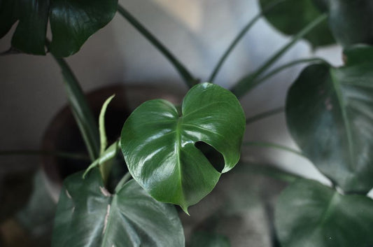 How to Propagate Monstera deliciosa from a Single Leaf Node Cutting Without Roots