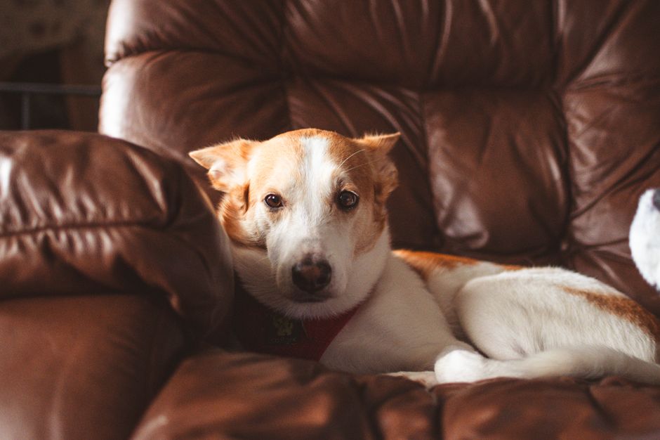 How to Keep Dog Fur Off Furniture and Clothes: The Ultimate Guide to Home Pet Hair Management