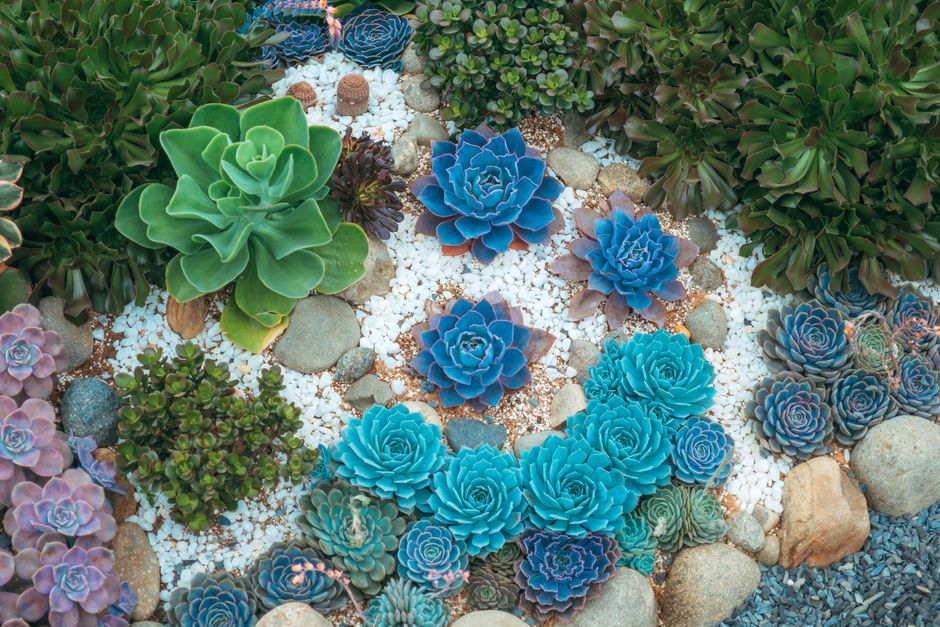 5 Common Mistakes to Avoid with Drought Tolerant Plants