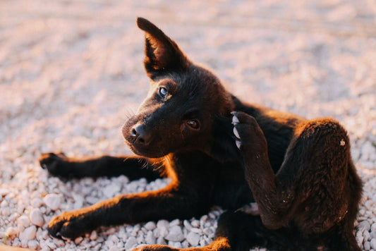 The Chemical-Free Dog Care Guide: Natural Solutions for a Healthier, Happier Pup