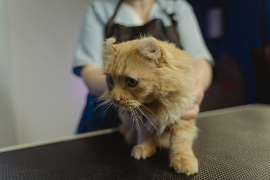 Quick and Easy Cat Grooming: A Step-by-Step Guide for Busy Owners