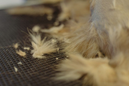 How to Reduce Shedding in Golden Retrievers with a Deshedding Brush and Proper Grooming Routine