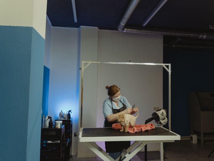 The Multi-Pet Grooming Harmony: Mastering Shared Spaces and Gentle Routines for Cats, Dogs, and Small Animals