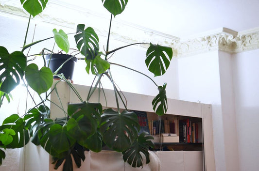 How to Propagate a Monstera Deliciosa in Water Without Rotting the Stem