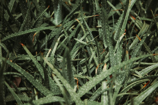 The Kid-Friendly Aloe Vera Starter Kit: Growing a Safe, Tough, and Fun Plant Together