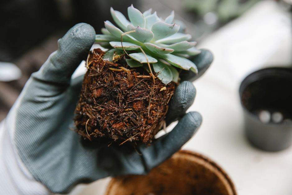 Succulent Care Systems That Actually Work: From Beginner to Confident Grower