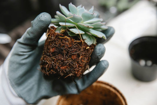 Succulent Care Systems That Actually Work: From Beginner to Confident Grower
