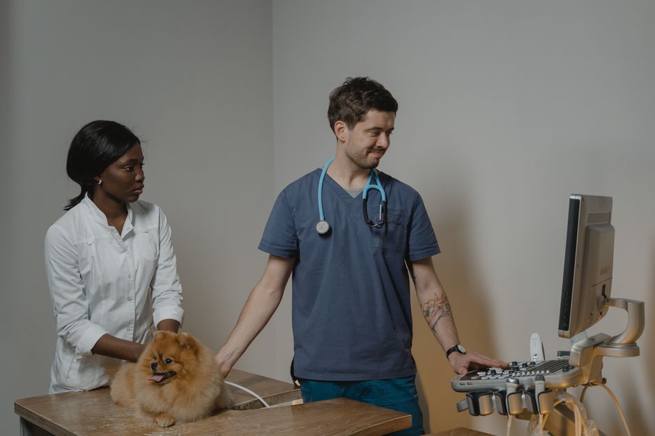 Subtle Signs Your Pet May Need a Veterinary Check: A Guide to Early Warning Symptoms