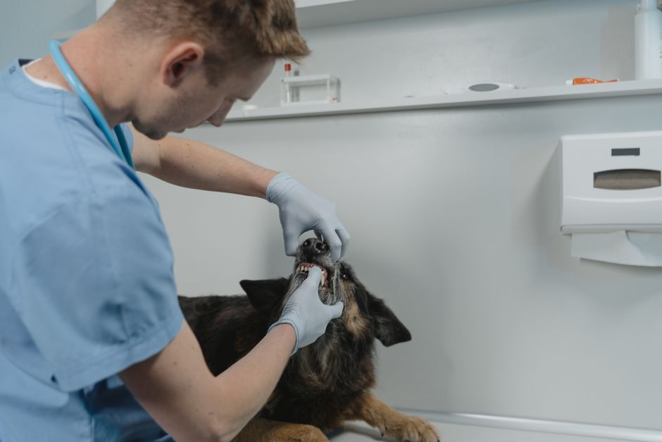 How to Manage Pet Dental Care When You Have Both Dogs and Cats
