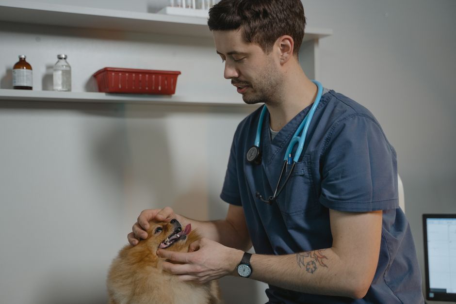 The Complete Prevention Guide: How Routine Care Keeps Your Pet Healthy and Happy