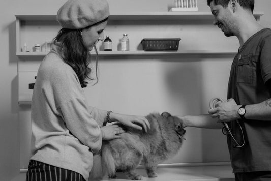 Natural Remedies for Common Dog Health Issues: A Practical Guide for Pet Owners