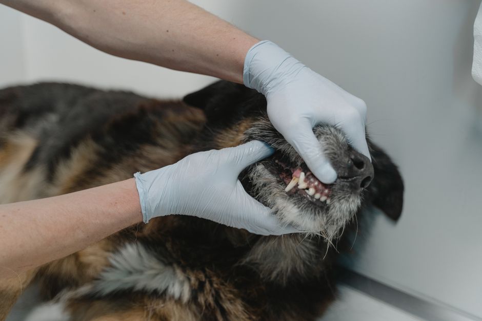 Pet Dental Water Additive vs. Chews: Which Really Protects Your Pet's Teeth?
