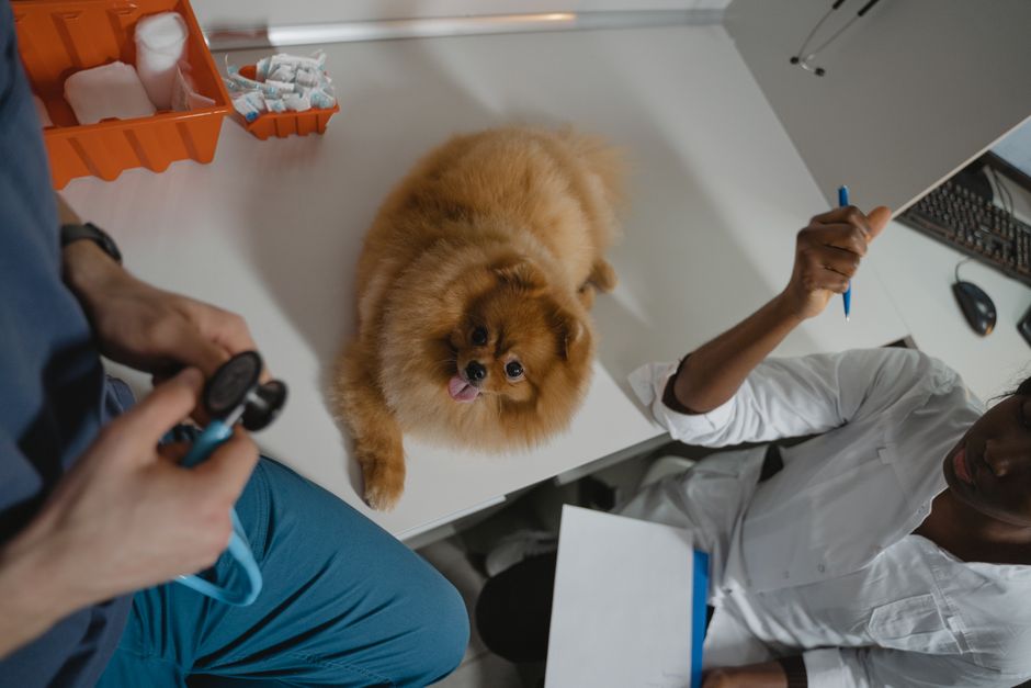 Vet-Approved Tips for Exotic Pet Care: Hidden Health Risks and Practical Solutions