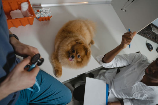 Vet-Approved Tips for Exotic Pet Care: Hidden Health Risks and Practical Solutions