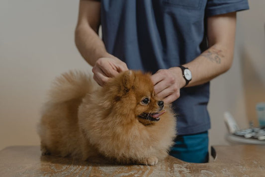 Multi-Pet Household Care: Vet-Approved Tips for Harmony and Health