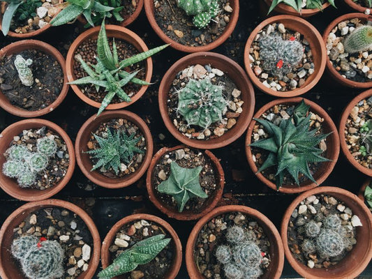 The Seasonal Aloe Vera Care Cycle: A Complete Guide to Year-Round Success