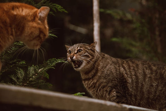 How to Reintroduce Two Cats After a Fight Without Making Things Worse