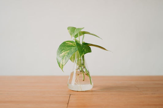 How to Fix Root Rot in Pothos Before It Kills Your Plant