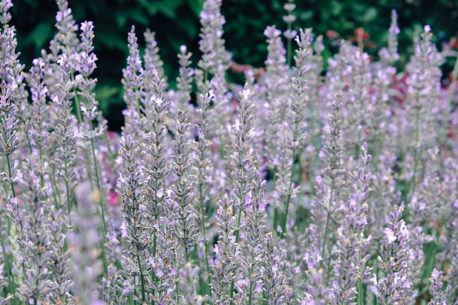 How to Prevent Weeds in a Lavender Garden Without Harming the Plants