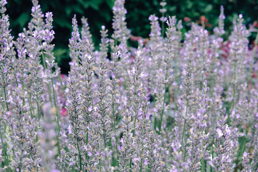 How to Prevent Weeds in a Lavender Garden Without Harming the Plants