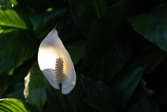 Why Are My Peace Lily Leaves Turning Brown and How to Fix It