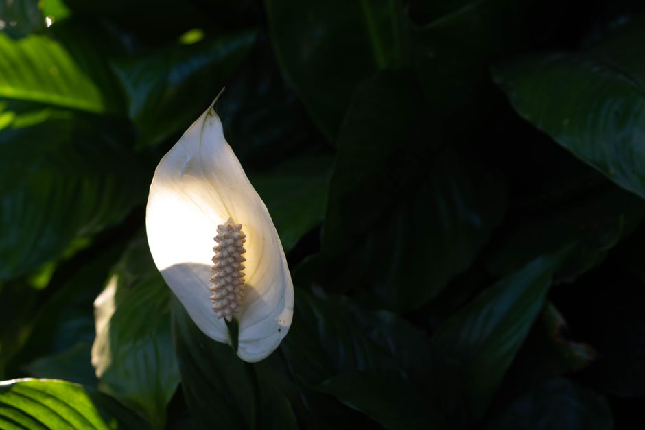 How to Rescue an Overwatered Peace Lily: A Step-by-Step Revival Guide