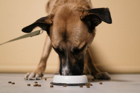 How to Stop Your Dog from Eating Rocks: Causes, Risks, and Training Tips