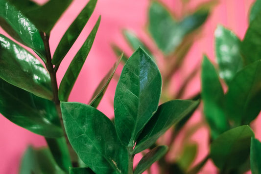 Expert Tricks for Thriving ZZ Plants: Unlock the Secrets of Resilient Indoor Foliage