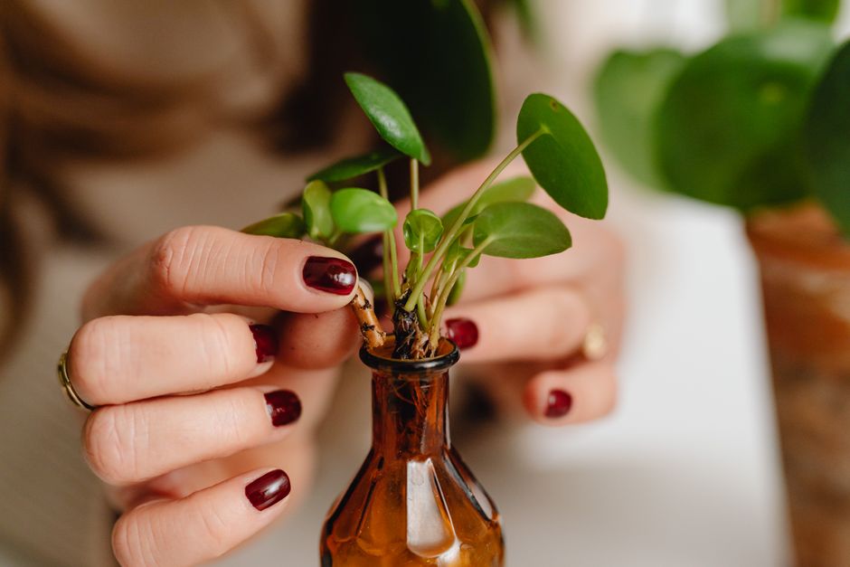 How to Propagate Indoor Plants from Cuttings: A Step-by-Step Guide for Thriving New Growth