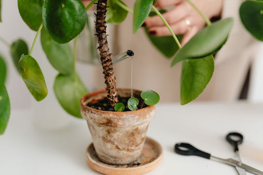 The Indoor Drip Irrigation Setup Guide: Essential Tools for Thriving Houseplants