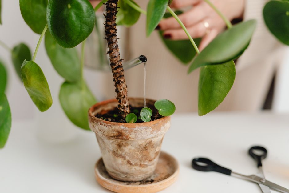 Complete Guide to Drip Irrigation Setup for Apartments: Automatic Watering for Balcony and Indoor Plants