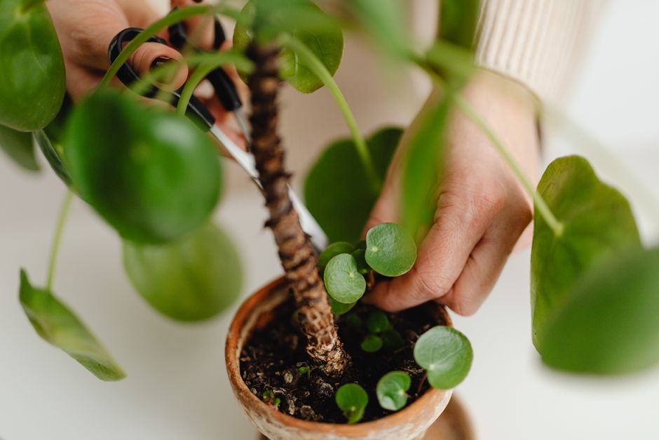 The Indoor Pruning System: How to Trim Houseplants for Lush Growth Without the Guesswork