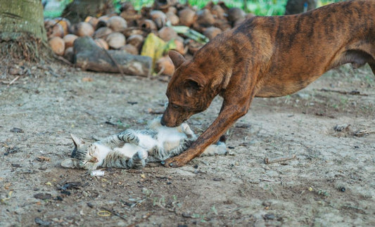 How to Prevent Resource Guarding in Multi-Pet Households: A Complete Guide to Peaceful Coexistence
