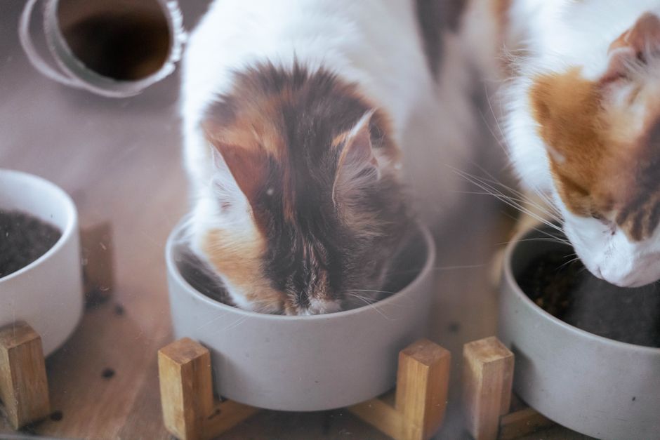 The Complete Multi-Pet Household Guide: Harmony, Health, and Happiness for Your Furry Family