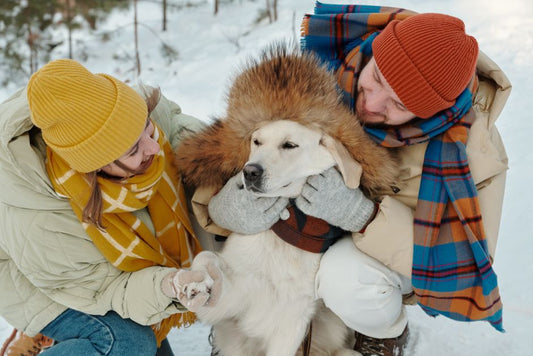 Winter Dental Dangers: How Cold Months Affect Your Pet's Oral Health