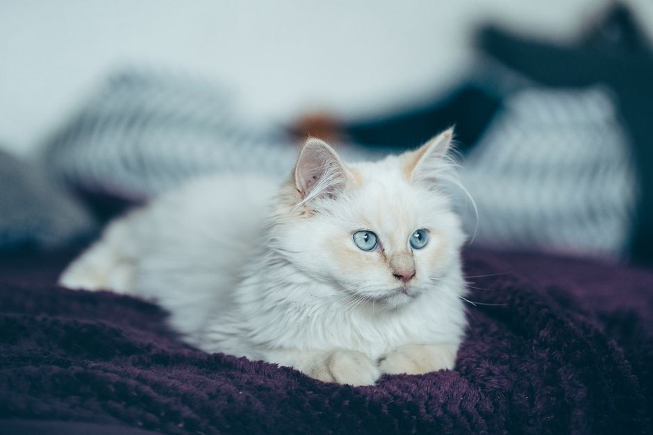 Vet-Approved Tips for Choosing the Best Cat Breed for Your Home