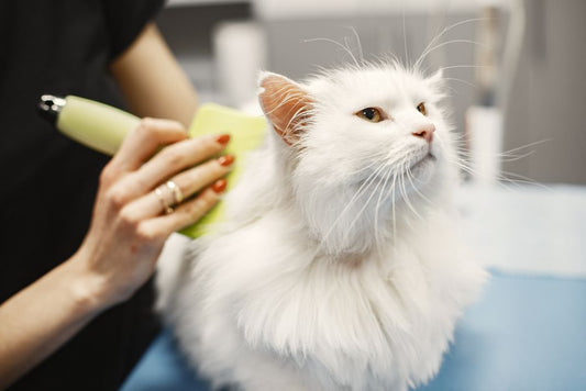 Chemical-Free Cat Grooming: A Complete Guide to Natural Coat and Skin Care