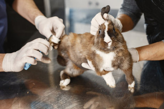 The First-Time Rabbit Owner’s Complete Guide to Setup, Health, and Bonding