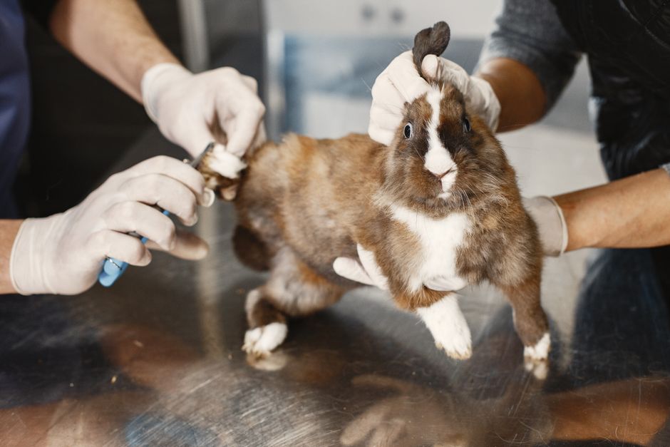 Grooming Versus Gimmicks: A Practical Product Comparison for Rabbit Hygiene and Habitat