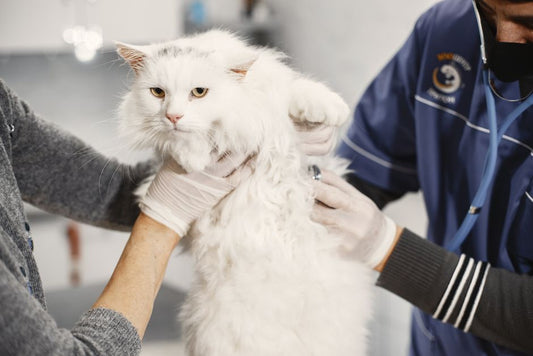 How to Perform an Emergency Health Check on Your Cat at Home