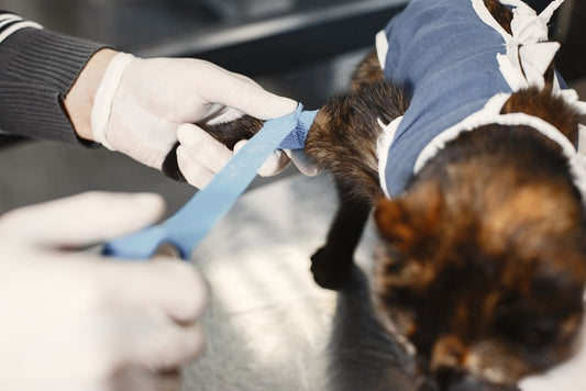 Senior Pet Care Prevention Tips That Veterinarians Wish You Knew