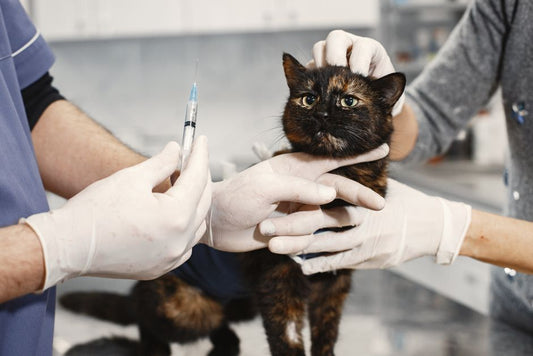Complete Guide to Pet Vaccination and Health Checks for Small Apartments
