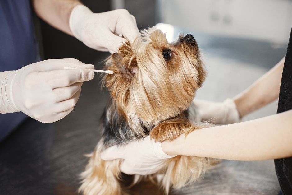 How to Handle a Dog Ear Infection Emergency Without Panic