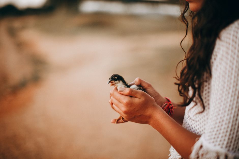 Vet-Approved Bird Care: Essential Tips for a Healthy Companion