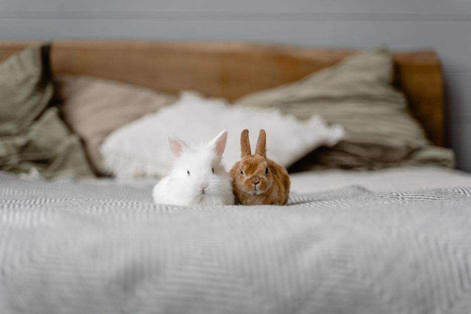 Essential Rabbit Care for Senior Bunnies: A Complete Guide to Comfort and Health